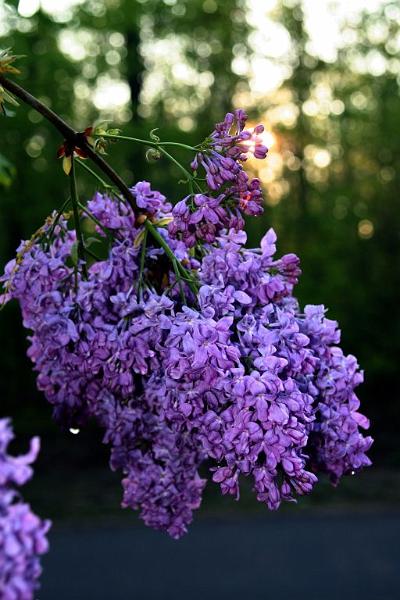 lilacs in the morning1.jpg - Dewly lilacs in the morning.
